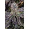 Banana Purple Punch Auto